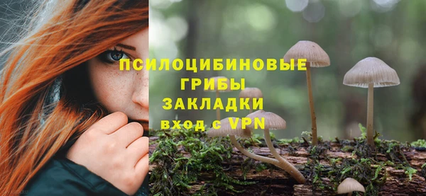 шишки Арсеньев